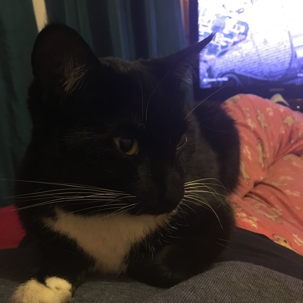 I need to rehome my kitten :-(