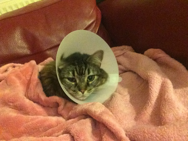 Please help - desperately anxious about my cat