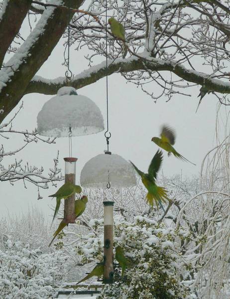 to ask if anyone out there has a parrot?