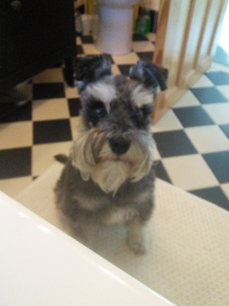 Show me your dogs while I'm waiting for mine!