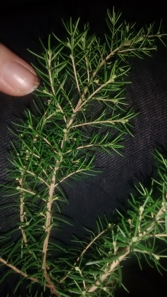 Name that tree (!)