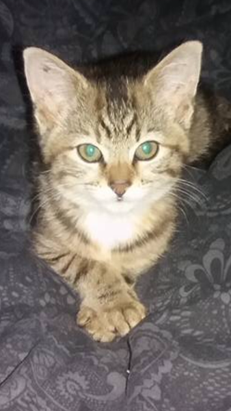 Oops, I may have just acquired another cat