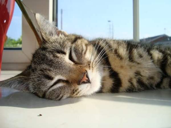 To think this kitten is BROWN!?