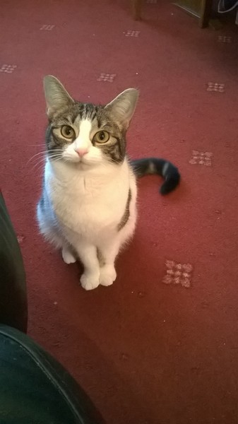 To think this kitten is BROWN!?