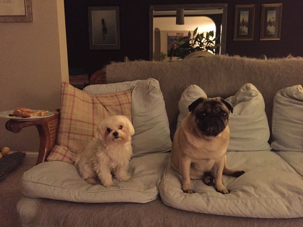 Show me your dogs while I'm waiting for mine!