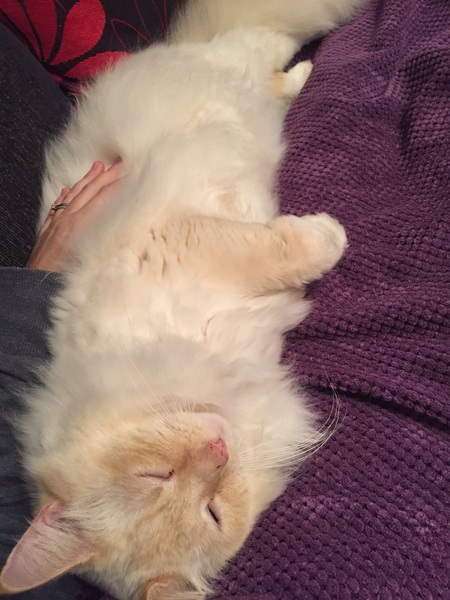 The Friendly Frugaleers, figuring out our finances with furry feline photos!