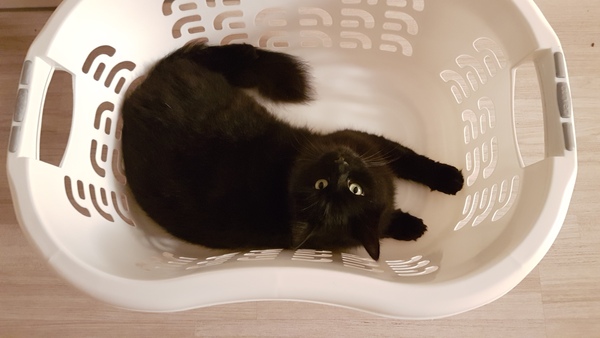 National Black Cat Day
