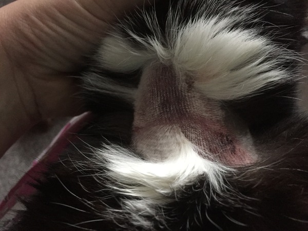 Poor PicklePig, butchered at the vets.