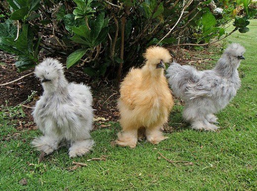 Chicken pics