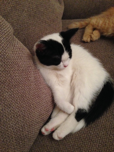 I need to rehome my kitten :-(