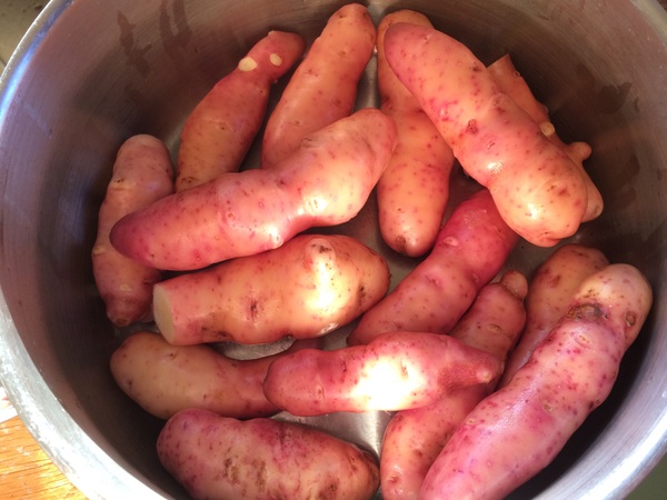 Allotment/Veg Patch - Thread 7 - The Harvesters Arms