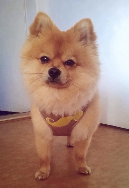 Show me your dogs while I'm waiting for mine!