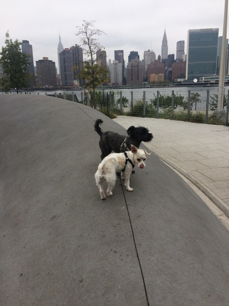 Show me your dogs while I'm waiting for mine!