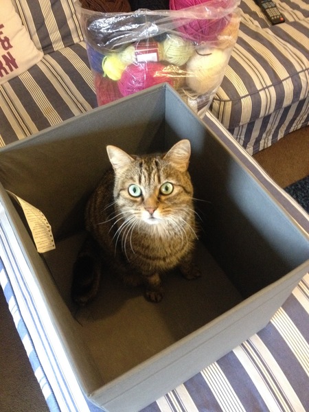 Cat photo thread!