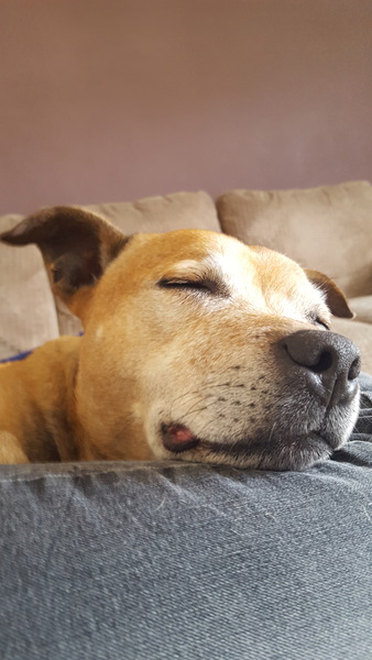 Show me your dogs while I'm waiting for mine!
