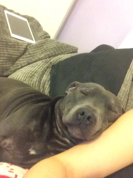 Staffies