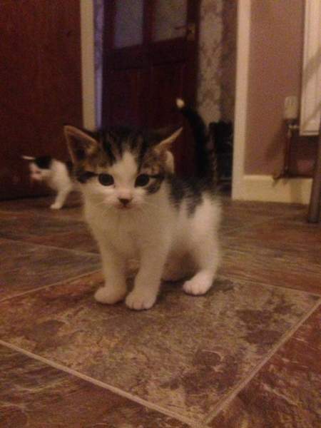 Cat photo thread!