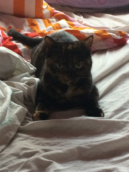 I need to rehome my kitten :-(