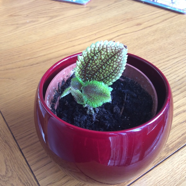 House plant identification please.