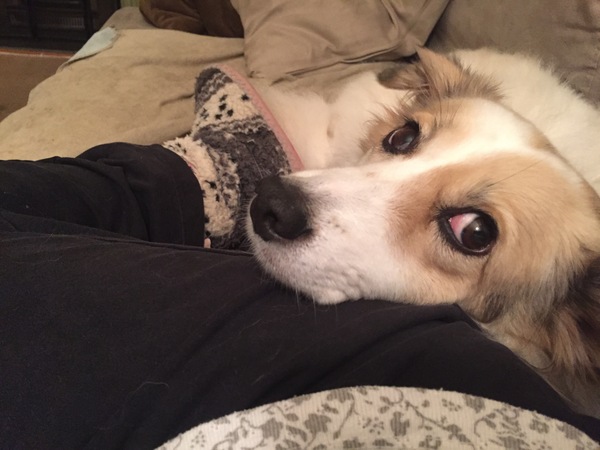 Need a handhold - rehoming my beautiful dog - anyone around?