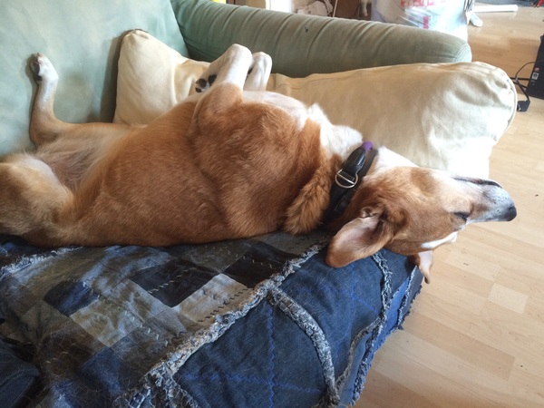 Show me your dogs while I'm waiting for mine!