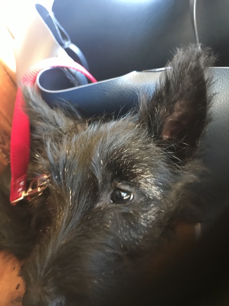 Puppy Picture