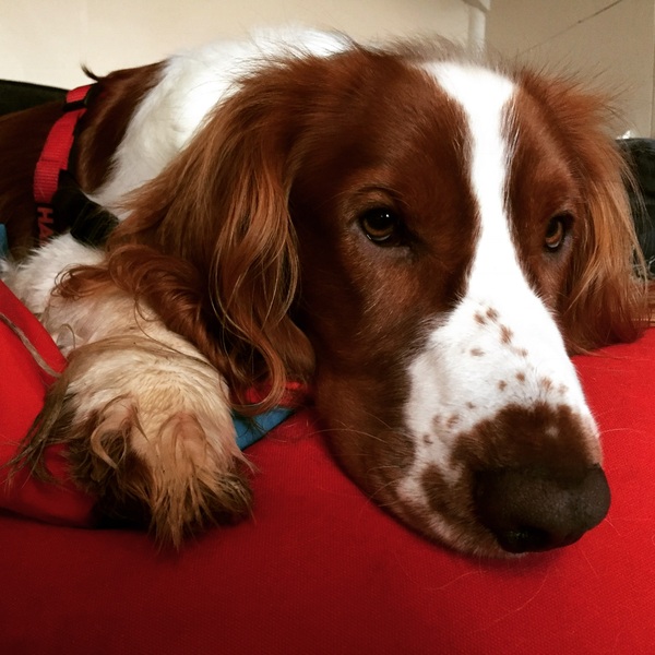 Show me your dogs while I'm waiting for mine!