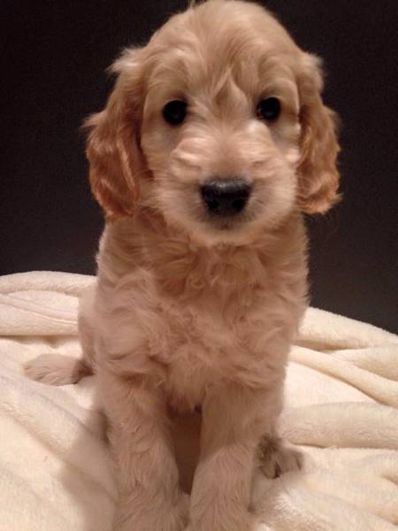 Labradoodle