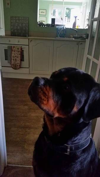 Show me your dogs while I'm waiting for mine!