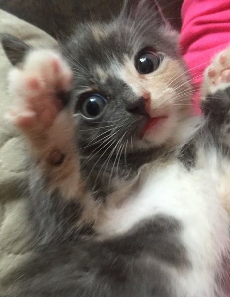 To think this kitten is BROWN!?