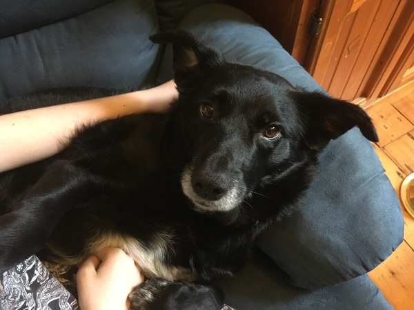 Show me your dogs while I'm waiting for mine!