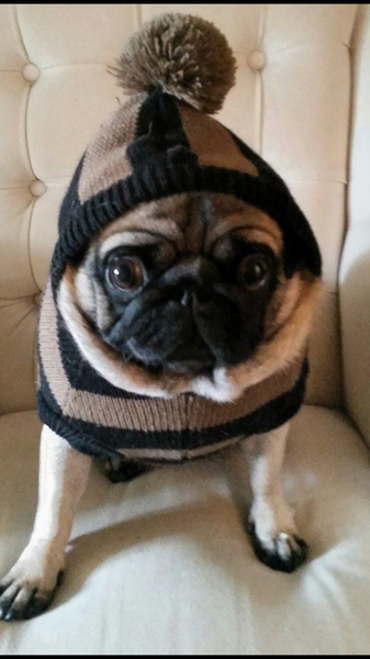 Show me your dogs while I'm waiting for mine!