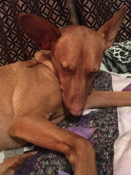Anyone own a podenco?