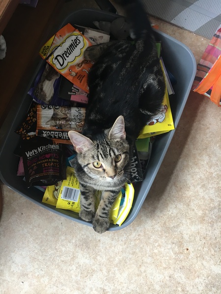 What do you think dreamies etc taste like?