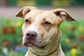 To think that Staffies are not "nanny dogs"