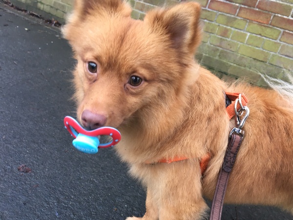 To feel the doggy-as-child thing goes too far