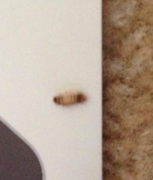 Bugs behind bed...help identify please