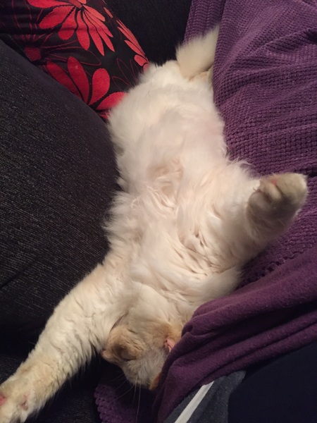 The Friendly Frugaleers, figuring out our finances with furry feline photos!