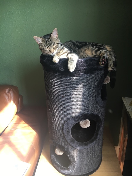 Christmas presents for pets