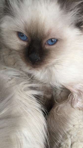 Seeing a Ragdoll kitten tonight! Tell me everything I should ask the breeder please.