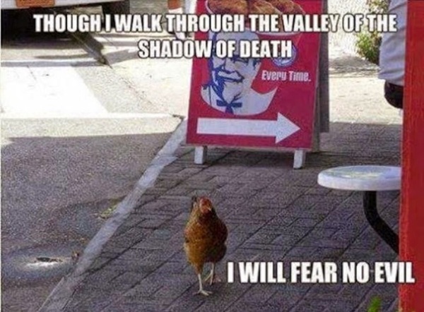 Chicken pics