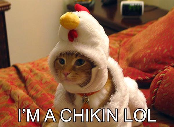 Chicken pics