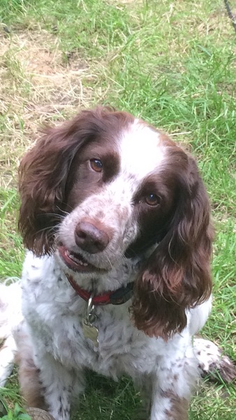 Help - very bitey puppy