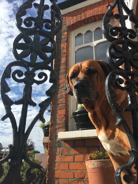 Show me your dogs while I'm waiting for mine!