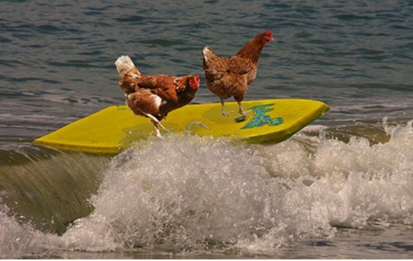 Chicken pics