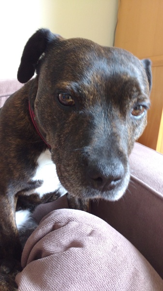One word which describes your rescue dog ?
