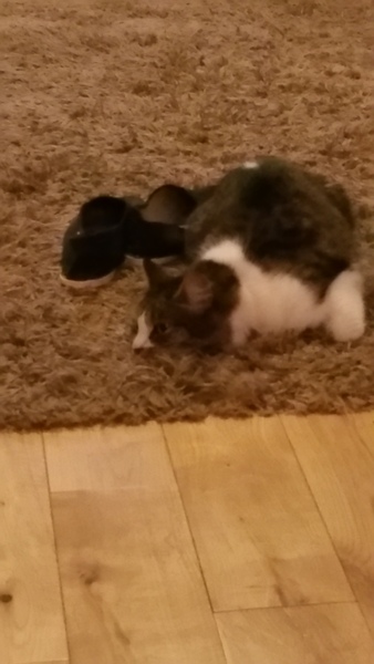Would your cat kill you if they had a chance? (Lighthearted!)