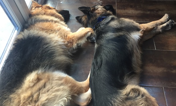Show me your dogs while I'm waiting for mine!