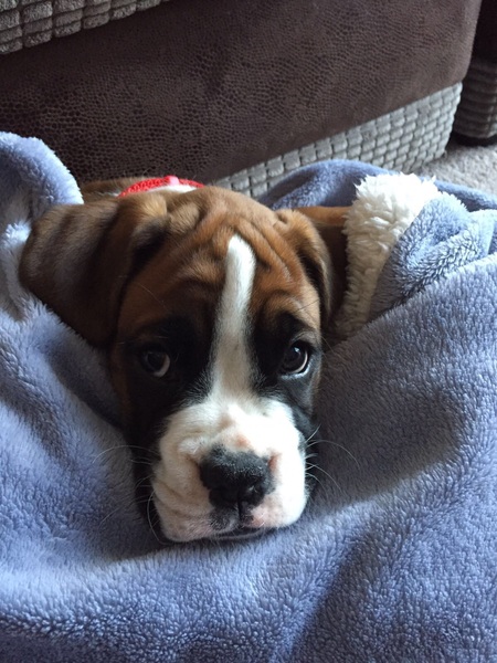 Show me your dogs while I'm waiting for mine!