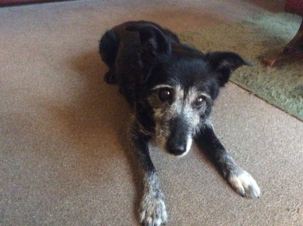 my darling is on her last lap - I need a bit of support